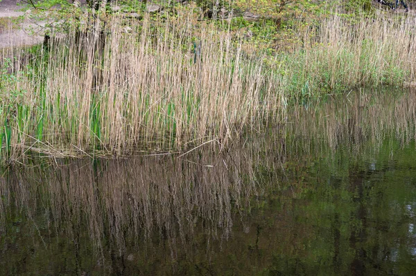Sazlıklar Gölün Suyuna Yansıyor Watermael Boitsfort Brüksel Belçika — Stok fotoğraf