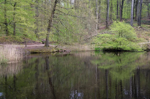 Krajobraz Przyrodniczy Odbijającymi Się Drzewami Stawach Wodnych Watermael Boitsfort Bruksela — Zdjęcie stockowe