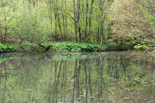 Spiegelungen Der Natur Den Teichen Von Watermael Boitsfort Brüssel Belgien — Stockfoto