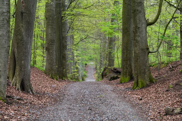 Περπάτημα Μονοπάτι Μέσα Από Δάσος Watermael Boitsfort Βρυξέλλες Βέλγιο — Φωτογραφία Αρχείου