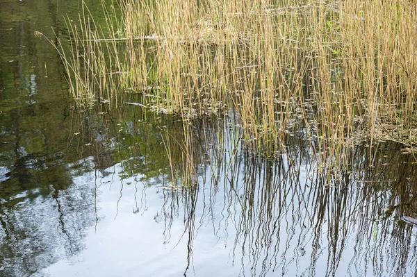 Reeds Reflecting Water Pond Watermael Boitsfort Βρυξέλλες Βέλγιο — Φωτογραφία Αρχείου