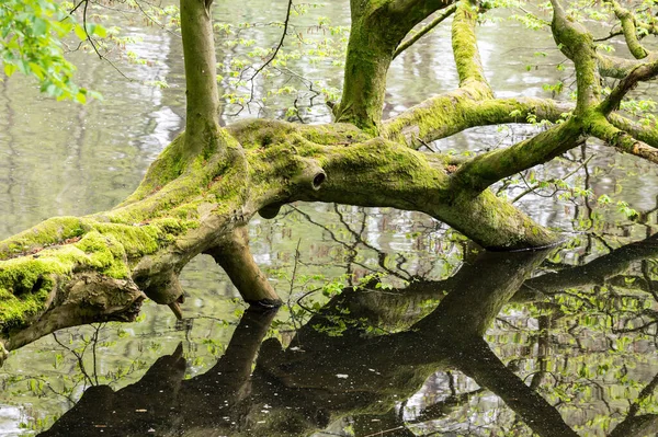 Μεγάλο Κλαδί Πεσμένου Δέντρου Καλυμμένο Πράσινα Βρύα Watermael Boitsfort Βρυξέλλες — Φωτογραφία Αρχείου