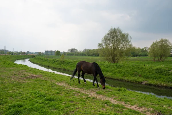 stock image Brown horse grazing in the fields at the Flemish countryside around Dendermonde, East Flanders, Belgium