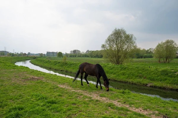 Stock image Brown horse grazing in the fields at the Flemish countryside around Dendermonde, East Flanders, Belgium