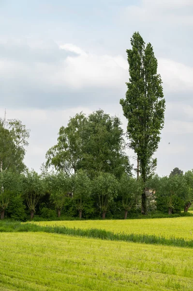 Grüne Wiesen Und Bäume Der Flämischen Landschaft Stekene Ostflämische Region — Stockfoto