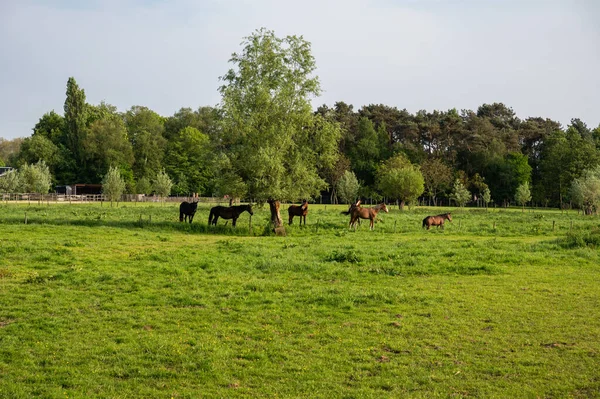 Лошади Пасутся Зеленых Лугах Фламандской Сельской Местности Вокруг Васмунстера Восточно — стоковое фото