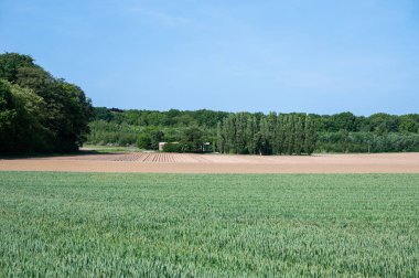Kerkom, Boutersem, Belçika çevresindeki Flaman kırsalında çavdar, buğday ve ormanlı tarım tarlaları