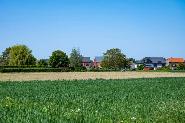 Junge Maisplantagen Auf Einem Landwirtschaftlichen Feld Der Flämischen Landschaft Kampenhout — Stockfoto
