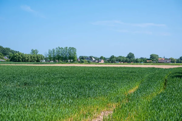 Junge Maisplantagen Auf Einem Landwirtschaftlichen Feld Kampenhout Bel — Stockfoto
