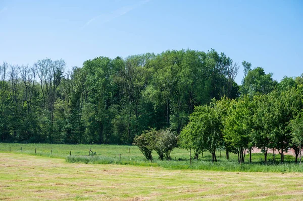 Zelená Pole Louky Lesy Vlámské Krajině Kolem Korbeek Bierbeek Belgie — Stock fotografie