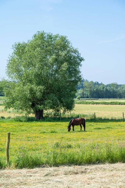 Коричневые Лошади Пасущиеся Зеленых Полях Фламандской Сельской Местности Вокруг Лаббека — стоковое фото