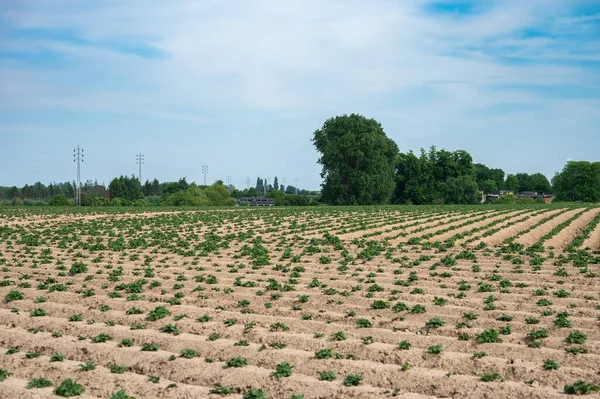 Tanaman Patato Segar Berturut Turut Ladang Pertanian Flanders Sekitar Hakendover — Stok Foto