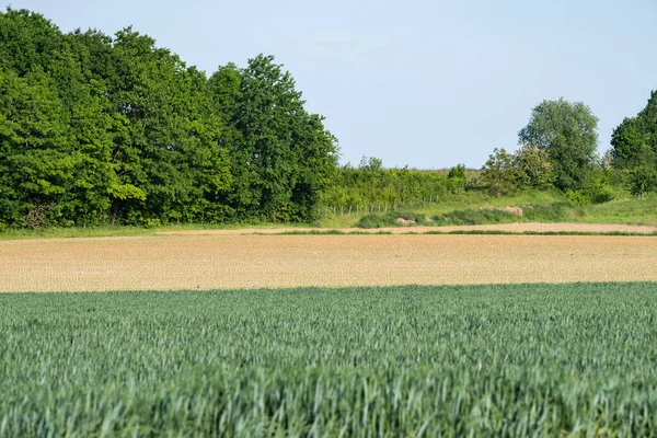 ベルギーのTienen Breisem周辺のフランダース地方のライ麦と小麦のプランテーションを持つ緑の農業分野 — ストック写真