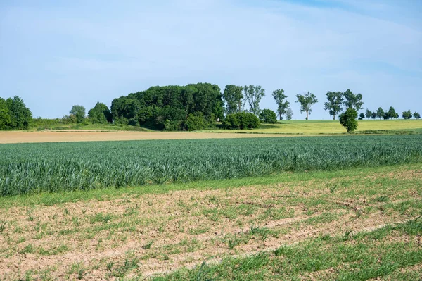 ベルギーのTienen Breisem周辺のフランダース地方のライ麦と小麦のプランテーションを持つ緑の農業分野 — ストック写真