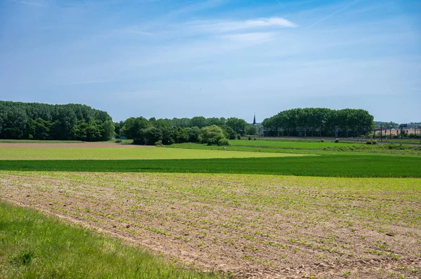 stock image Green agriculture fields with fresh plantation at the Flemish countryside aroud Zaventem, Flemish Brabant, Belgium