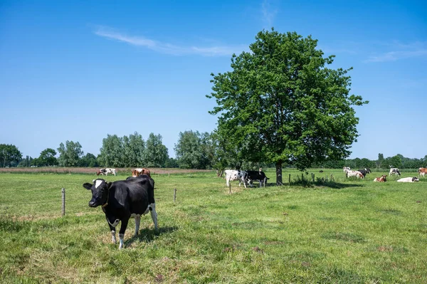 ベルギーのゼーレ周辺のフランダース地方の青い空に対する緑の牧草地で牛の放牧 — ストック写真