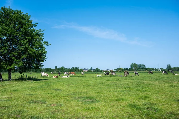ベルギーのゼーレ周辺のフランダース地方の青い空に対する緑の牧草地で牛の放牧 — ストック写真