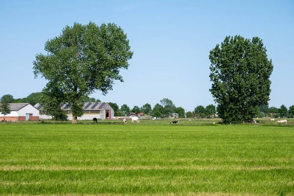 Grüne Wiesen Bäume Und Grundnahrungsmittel Der Flämischen Landschaft Zogge Hamme — Stockfoto