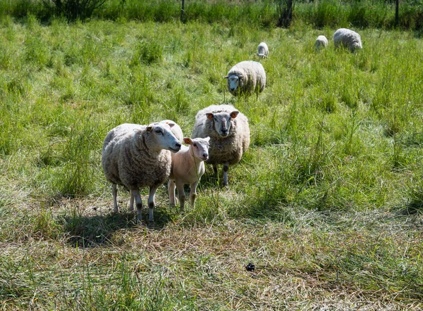 Grazing Sheep Green Meadows Flemish Countryside Kerkom Boutersem Belgium Stock Image