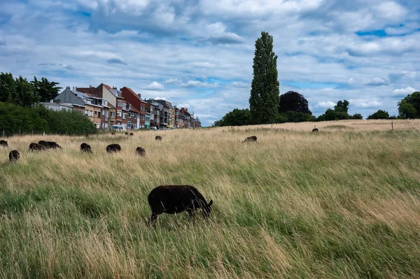 Berchem Sainte Agathe Июля 2023 Выпас Черной Овцы Лугах Природного — стоковое фото
