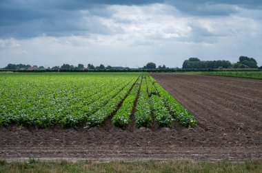 Tarla ekili tarlalar ve ekilmiş sebzeler, Fijnaard, Kuzey Brabant, Hollanda