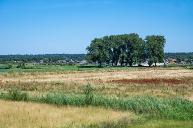 Hollanda 'nın Ingen, Gelderland, Hollanda kırsallarındaki renkli fundalıklar ve ağaçlar