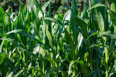 Viersen, Kuzey Ren Vestfalyası, Almanya 'da bir tarımsal alanda mısır bitkisi yaprakları