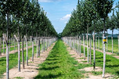 Cultivation of small trees in a row, Viersen, North Rhine Westphalia, Germany clipart