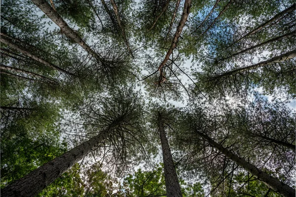 Vista Bajo Ángulo Sobre Los Árboles Bosque Beringen Limburgo Bélgica — Foto de Stock