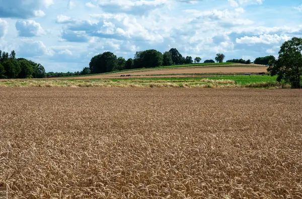 ベルギーのベッケボート周辺のフランドル地方の金小麦のフィールド — ストック写真