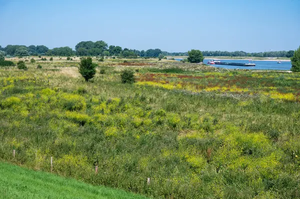 Waal, Millingerwaard, Gelderland, Hollanda 'nın doğal taşkın bölgesinde yeşil çayırlar.