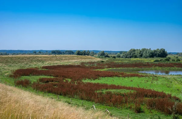 カラフルな自然の風景と沼地 ミリンゲンシュタイン ゲルダーランド オランダのパノラマビュー — ストック写真