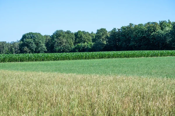 ベンロ リンブルク オランダ周辺の小麦 ライ麦 トウモロコシ畑と農地をクロップ — ストック写真