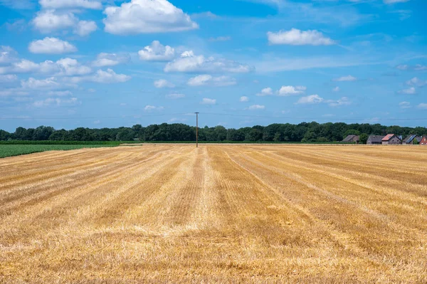 ゴールデンモウジング小麦畑 ヴィアンセン ノースラインウェストファリア ドイツの周りの青空 — ストック写真