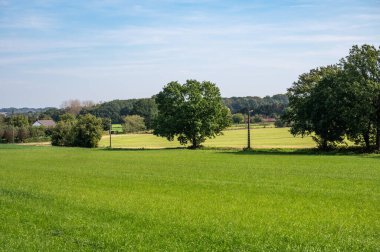 Tielt-Winge, Flaman Brabant, Belçika çevresindeki Flaman kırsalında ağaçlar ve sera tarım alanları