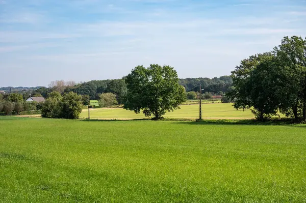 比利时弗拉芒布拉班特Tielt Winge周围弗拉芒农村地区的树木和绿色农田 — 图库照片