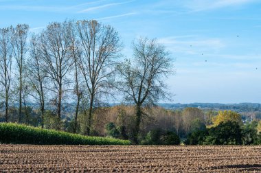 Waarbeke, Doğu Flaman Bölgesi, Belçika civarındaki Flaman kırsalında mısır tarlaları ve ağaçlar hasat edildi.