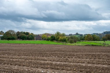 Roosdaal, Brabant, Belçika çevresindeki Flaman kırsalında hasat edilen mısır tarlalarının manzarası