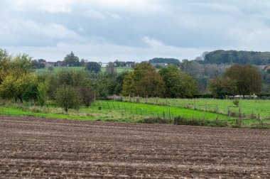 Roosdaal, Brabant, Belçika çevresindeki Flaman kırsalında hasat edilen mısır tarlalarının manzarası