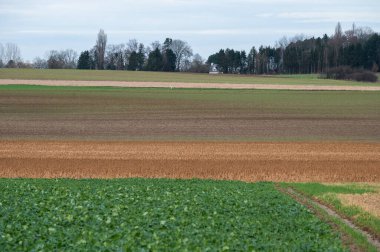 Herent, Flaman Brabant, Belçika çevresindeki Flaman kırsalında buğday tarlaları ve çayırlar hasat edildi.