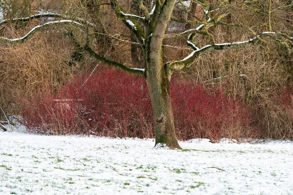 Bare winter tree, colorful trees and a lawn covered with snow in a city park in Jette, Brussels, Belgium