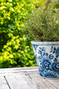 Dekore edilmiş kekik, timüs, Flanders, Belçika