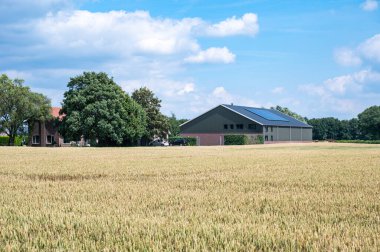 Heumen, Gelderland, Hollanda, 11 Temmuz 2024 - Olgun buğday tarlalarının manzarası ve bir çiftçinin