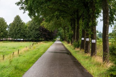 Rossum, Overijssel, Hollanda çevresindeki Hollanda kırsalında boş asfalt yol