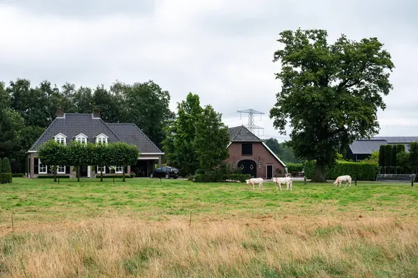 Goor, Overijssel, Hollanda, 13 Temmuz 2024 - Otlaklarda otlayan kır evleri ve ineklerin olduğu kırsal manzara
