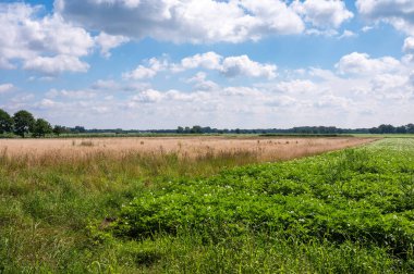 Osterwald, Aşağı Saksonya, Almanya çevresindeki Alman kırsalında yeşil tarlalar ve çayırlar