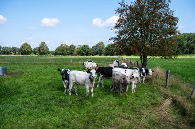Lastrup, Aşağı Saksonya, Almanya çevresindeki Alman kırsalında otlayan sığırlar.
