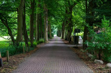 Bremen Vahr, Almanya, 17 Temmuz 2024 - Alten Weide bisiklet yolunda köpeği gezdiren kadın