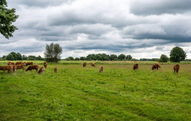 Fischerhude, Aşağı Saksonya, Almanya 'daki çayırlarda inekler otluyor.