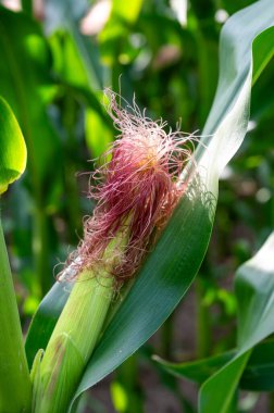 Heidenau, Almanya 'da bir tarım tarlasında olgunlaşmamış mısır koçanı